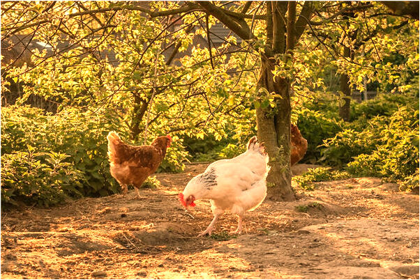 夢到了自家院門重開啥意思_周公解夢官網