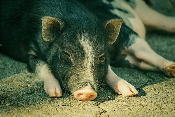 夢見豬毛有什麼意思嗎_周公解夢