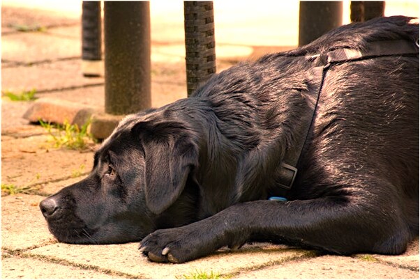 夢到有租房的的陌生人是什麼意思_周公解夢官網
