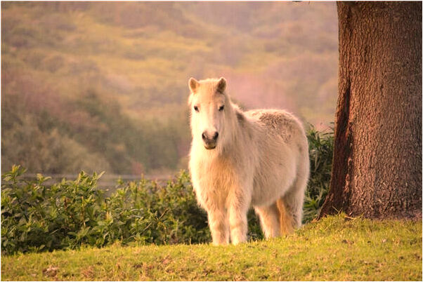夢見和帥哥結婚是什麼意思？_周公解夢官網