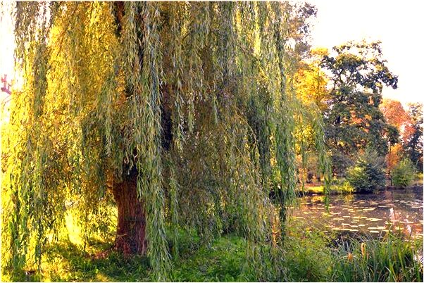 夢見大火燒死好多蛇有什麼寓意嗎_周公解夢官網