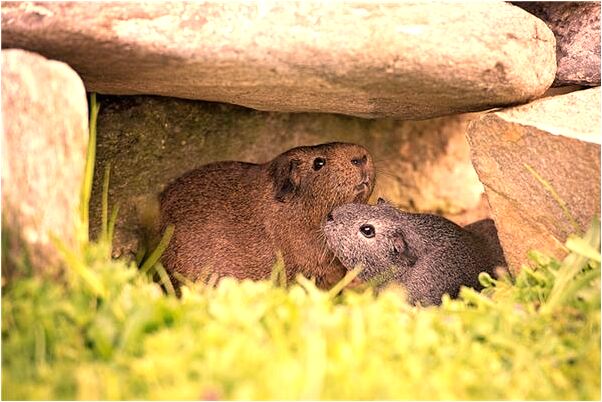 夢到了睡覺的黑熊怎么樣_周公解夢官網