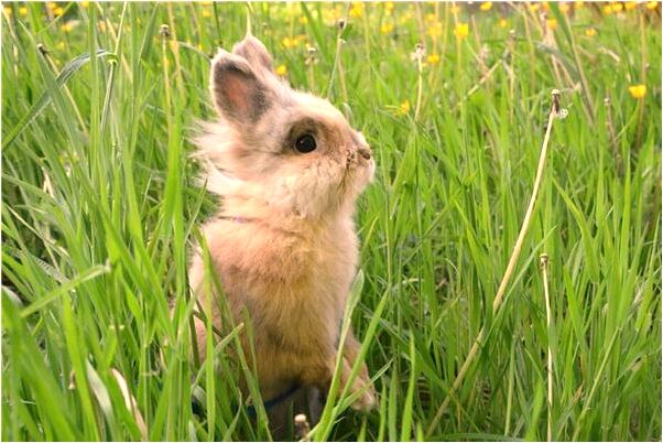 夢見老公給我李子是啥意思_周公解夢官網