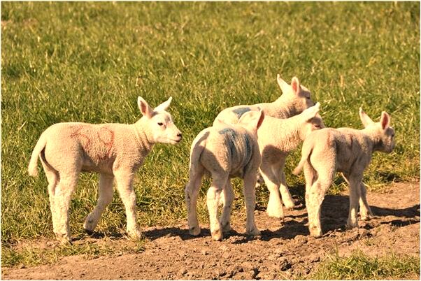 夢到斧頭砍人怎么樣_周公解夢官網