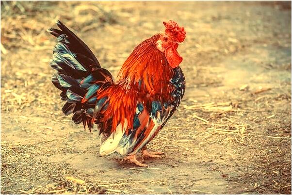 夢見撿到小孩後來死了預示了什麼_周公解夢官網