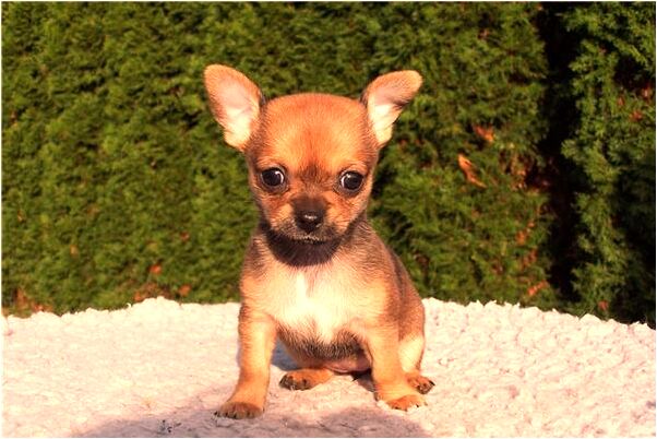 夢見在人群擁擠處防小偷強盜有什麼說法_周公解夢官網