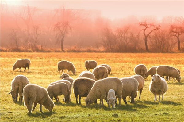 2003年是什麼生肖年_十二生肖