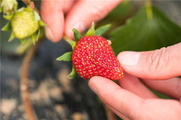 夢見摘水果_周公解夢