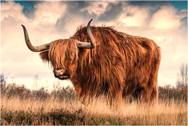 夢見小坑裡有兩把鐵鍬有什麼徵兆_周公解夢官網