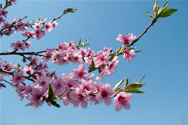 夢見滿山桃花是什麼預兆_周公解夢
