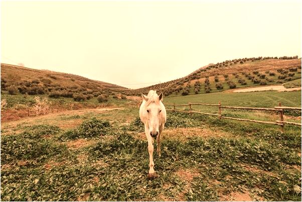 夢到了回老家看病是什麼徵兆_周公解夢官網