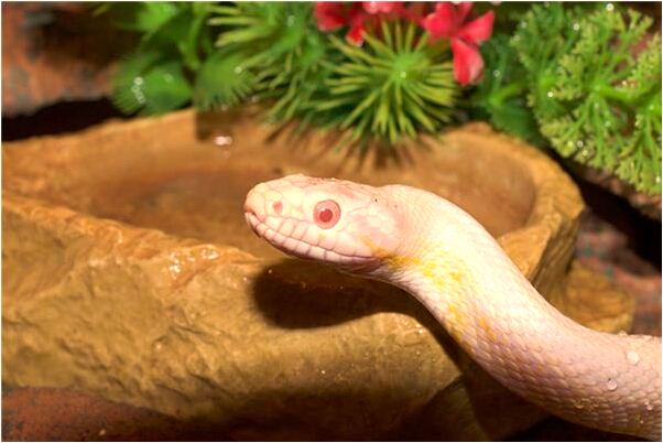 夢到了天上的玉皇大帝和王母娘娘是什麼兆頭_周公解夢官網