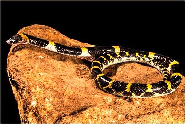 夢見兒子溺水未死預兆了什麼嗎_周公解夢官網