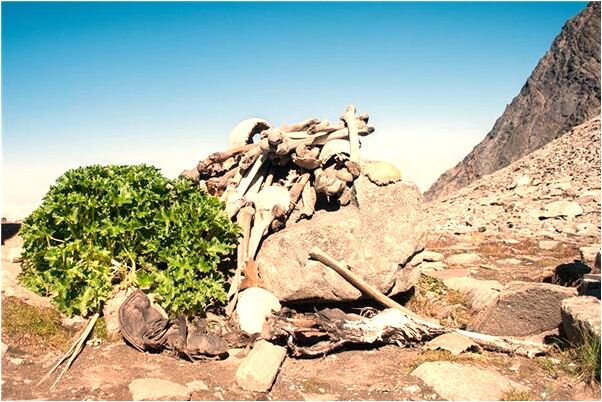 夢見蜥蜴在自己的口袋裡什麼預兆_周公解夢官網