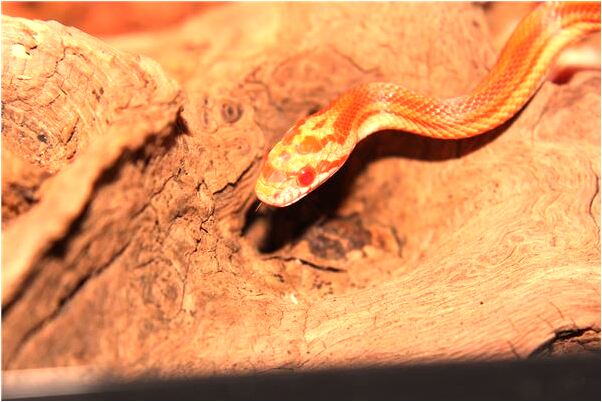 夢見老公頭上腫兩個大包怎么樣_周公解夢官網