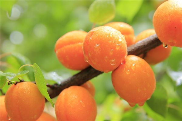 夢見杏子是什麼意思_周公解夢