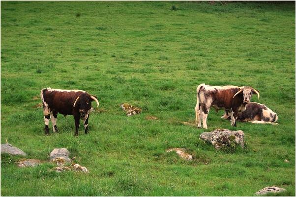 夢見比龜咬什麼預兆_周公解夢官網