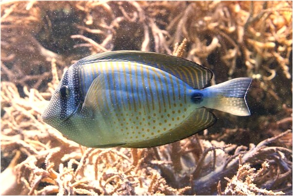 夢到身邊有鬼嚇得我要跑是什麼預兆_周公解夢官網