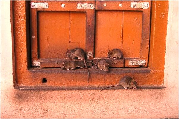 夢到路邊蓋新房會有什麼預兆_周公解夢官網