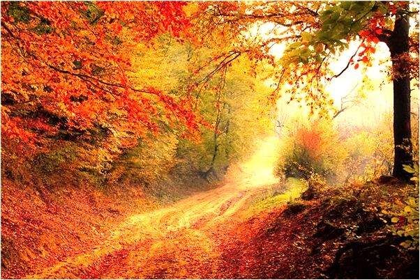 夢見頭髮一抓就掉會有什麼預兆_周公解夢官網