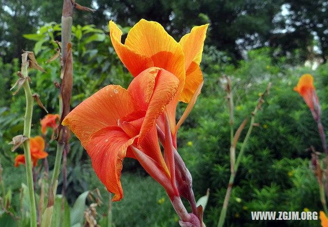 夢見去廁所_周公解夢夢到去廁所是什麼意思_做夢夢見去廁所好不好_周公解夢官網