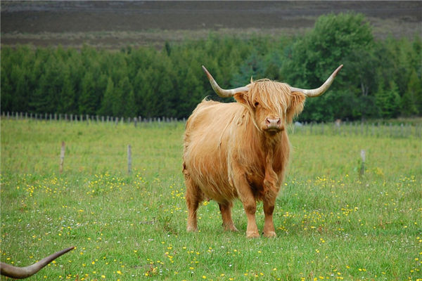 生肖屬牛男人的特點_十二生肖