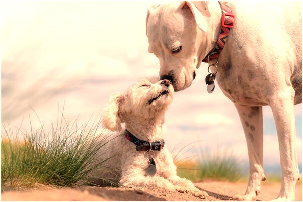 夢見小蜜蜂是好事還是壞事_周公解夢官網