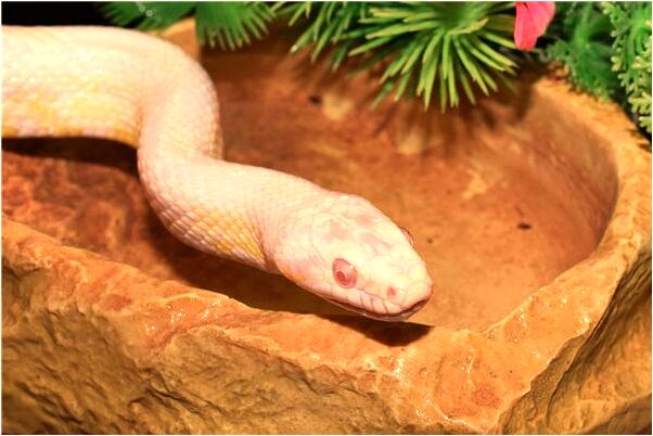 夢到了死去的婆婆栽樹是好事還是壞事_周公解夢官網