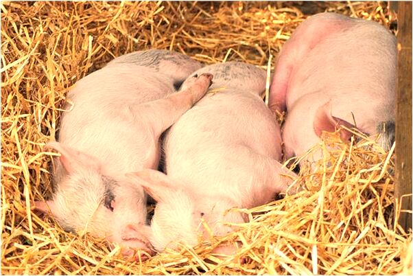 夢見台北親戚來訪有什麼徵兆_周公解夢官網