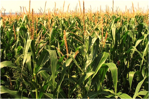 夢到想見的明星好不好_周公解夢官網