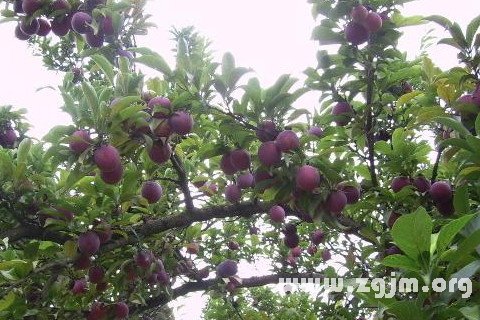Dream of the plum plum