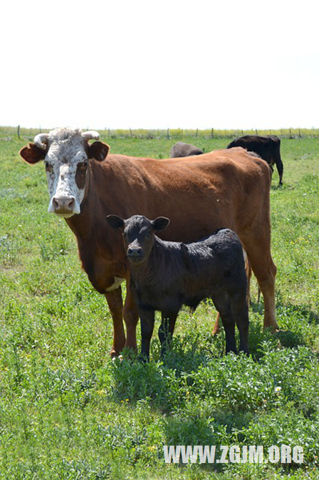 夢見水管壞了_周公解夢夢到水管壞了是什麼意思_做夢夢見水管壞了好不好_周公解夢官網