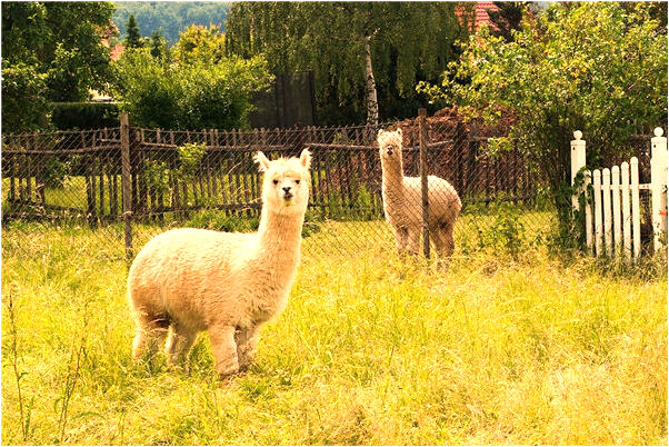 夢到給老人買內褲有什麼寓意嗎_周公解夢官網