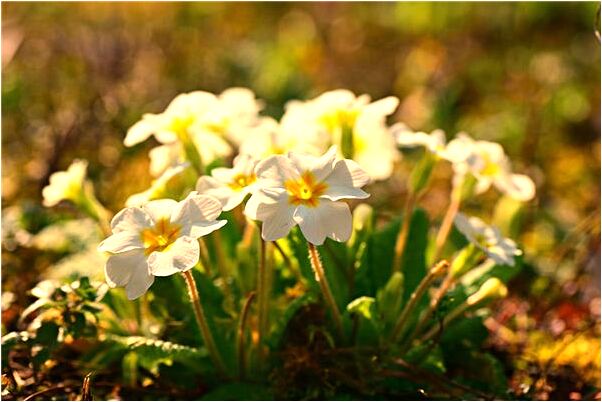 夢見幾個人搶我錢意味著什麼_周公解夢官網