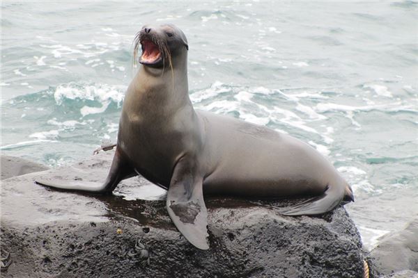 夢見海獅_周公解夢