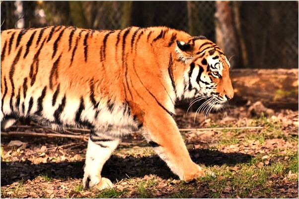 夢到了老公個子小是什麼意思_周公解夢官網