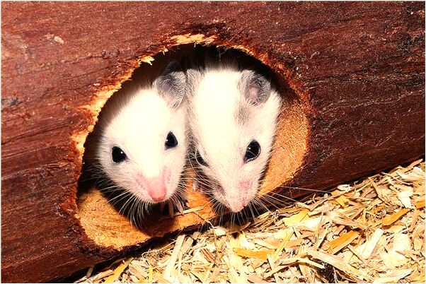 夢到了自己缺胳膊少腿預示什麼_周公解夢官網