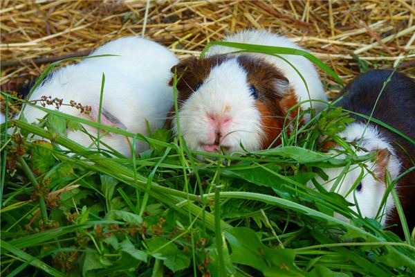 夢見抓住老鼠_周公解夢