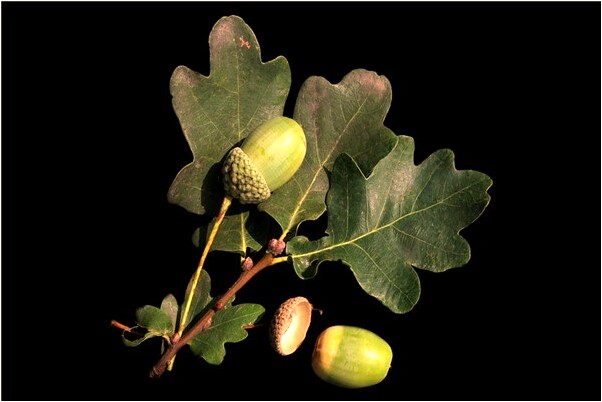 夢到了煤火被我用湯澆滅了是好的徵兆嗎_周公解夢官網