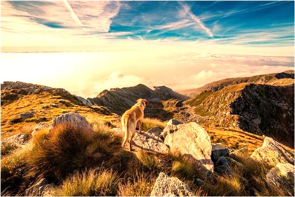 夢到了狗的嘴裡有血有何寓意_周公解夢官網