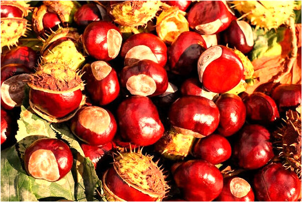 夢見別人頭出血是什麼預兆？_周公解夢官網