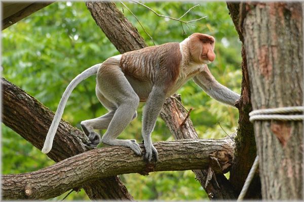 9月的生肖猴好不好_十二生肖