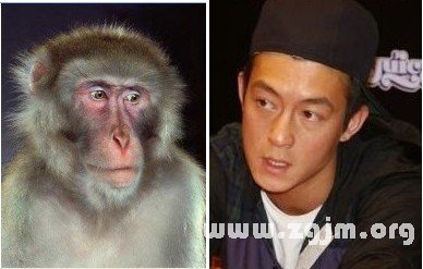 Edison Chen is a monkey