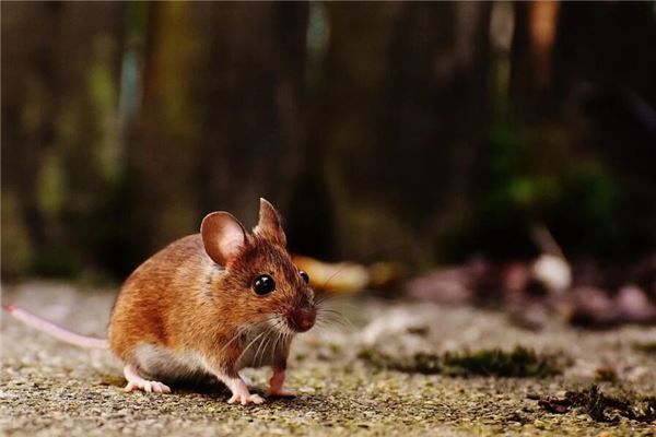 夢見老鼠跑了_周公解夢