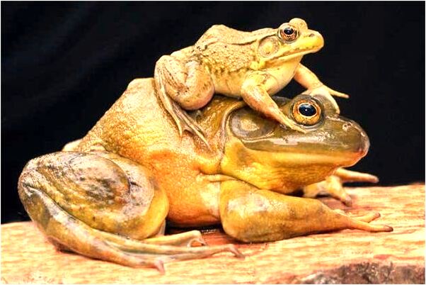 夢到和老婆爬的很高代表著什麼？_周公解夢官網