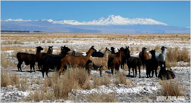 夢見摘梨子_周公解夢夢到摘梨子是什麼意思_做夢夢見摘梨子好不好_周公解夢官網