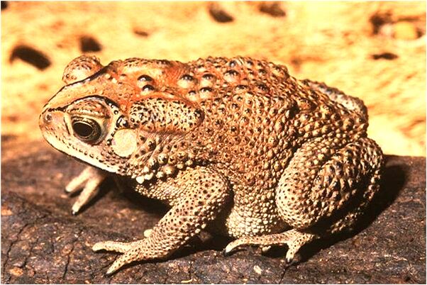 夢到了嬰兒追趕我對我說話有何寓意_周公解夢官網