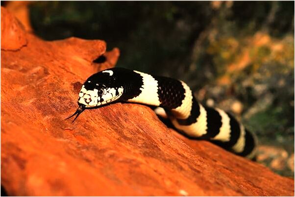 夢到腳踩滿地蛆蟲是吉兆嗎?_周公解夢官網