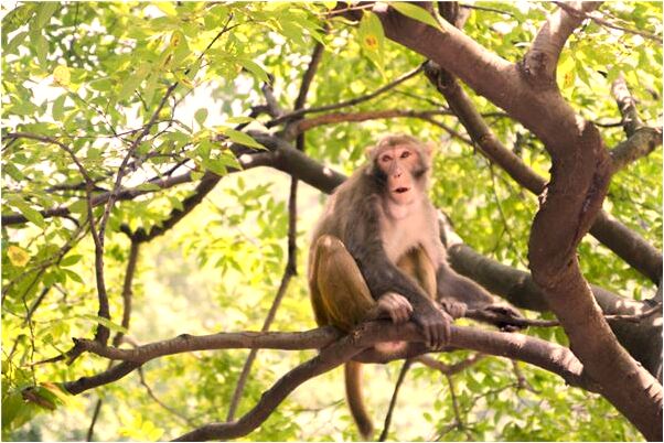 夢見公公把老鼠放在我屋會怎么樣_周公解夢官網