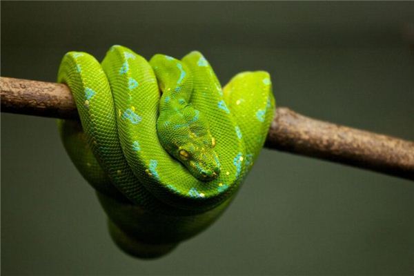 夢見蟒蛇是什麼意思_周公解夢